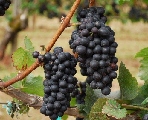Ripe Pinot Noir clusters hanging on the vine before harvest