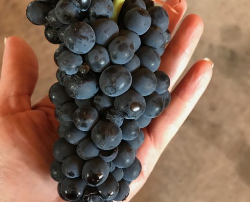 A hand cradling a ripe cluster of Pinot Noir grapes at harvest