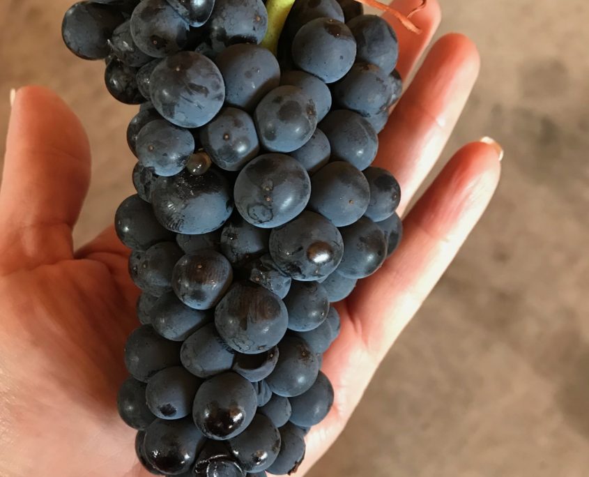 Hand holding a cluster of Pinot Noir grapes