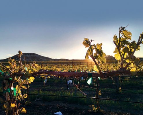Sunset over the vines at Williamson Vineyards in Idaho (photo © Mike Williamson)