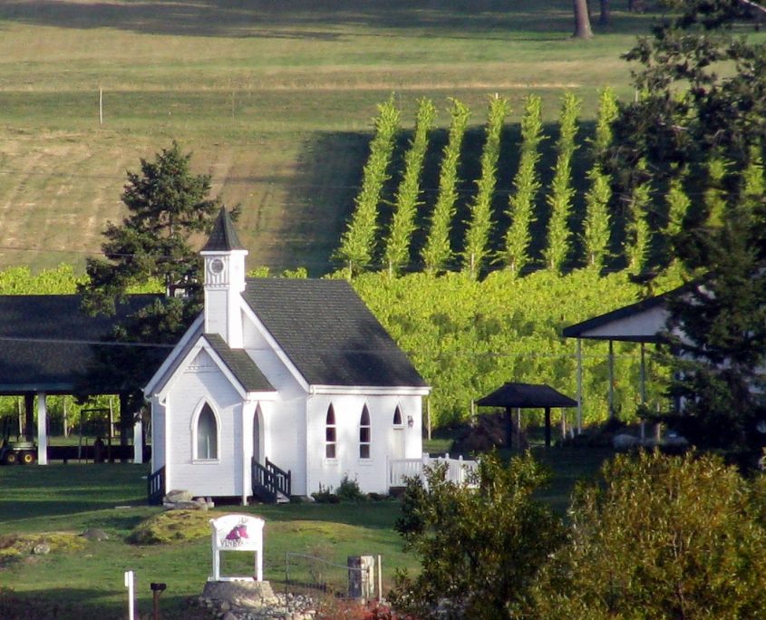 Autumn morning at San Juan Vineyards