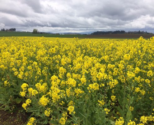 A field of yellow mustard flowers in the East Willamette Valley in spring