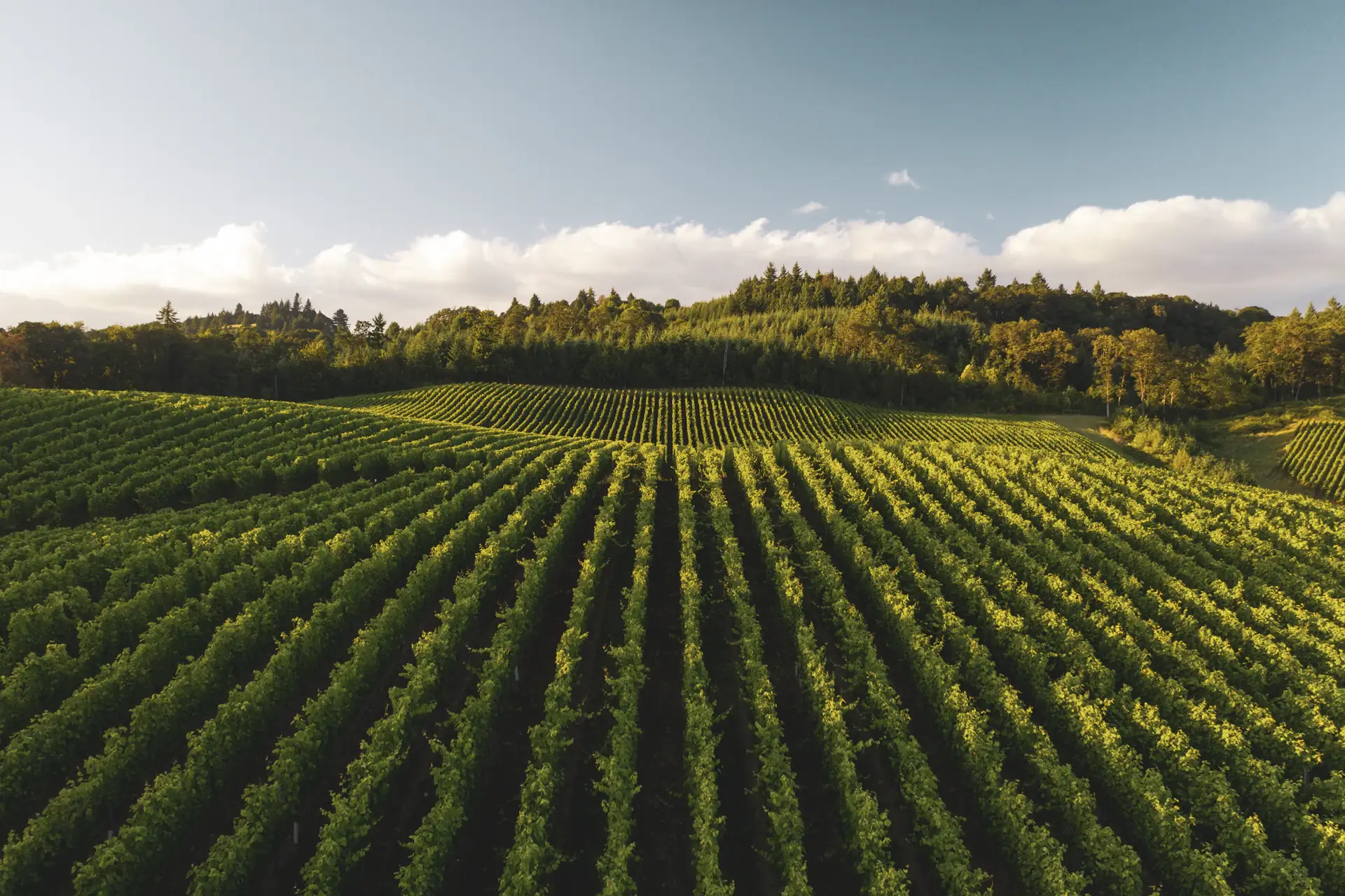 Willamette Valley vineyard rows in warm evening light