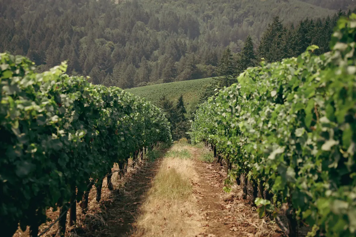Neat rows of Pinot Noir vines stretching across a hillside in the Willamette Valley