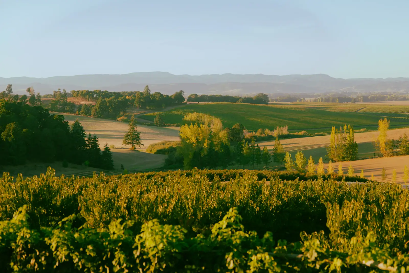 Rolling Willamette Valley hills covered in vineyard rows under a soft Oregon sky